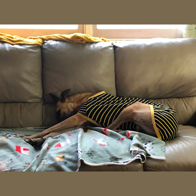Photo of Tina The Greyhound