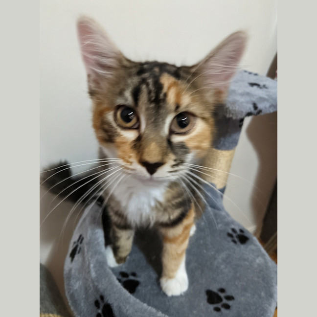 Photo of Amber