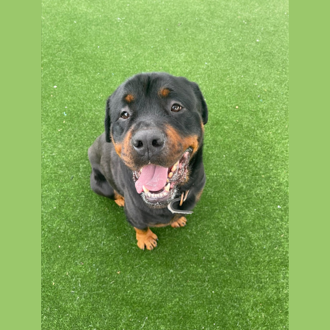 Photo of Bouncer Imp 1457