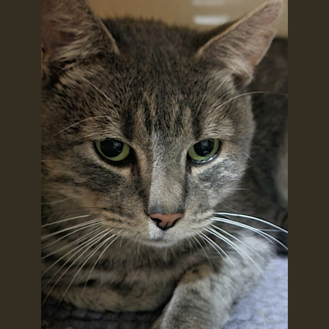 Photo of Silver
