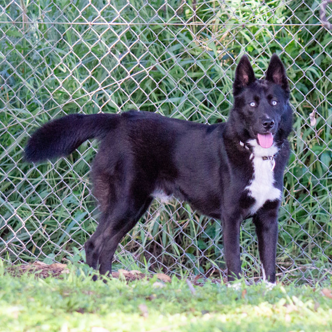 Photo of Hunter