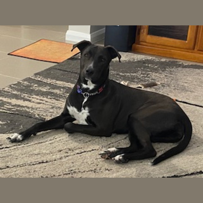 Photo of Zala   1 Year Old Border Collie X Kelpie