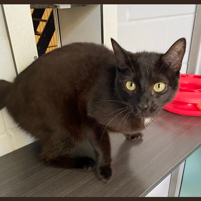 Photo of Spot