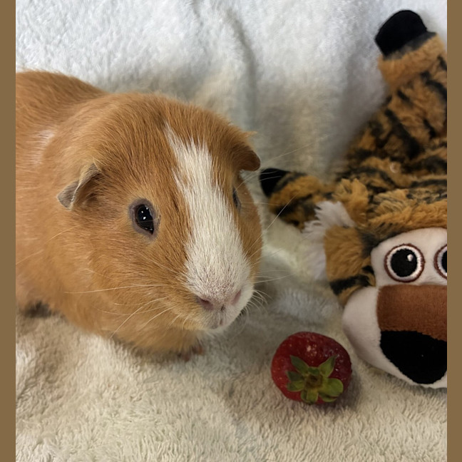 Photo of Pumpkin