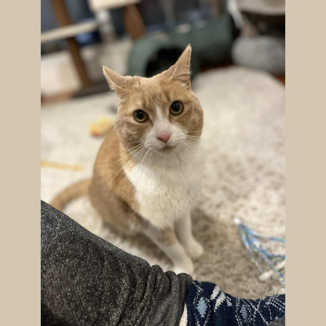 Photo of Mango   Located In Brunswick