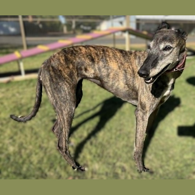 Photo of Pippa