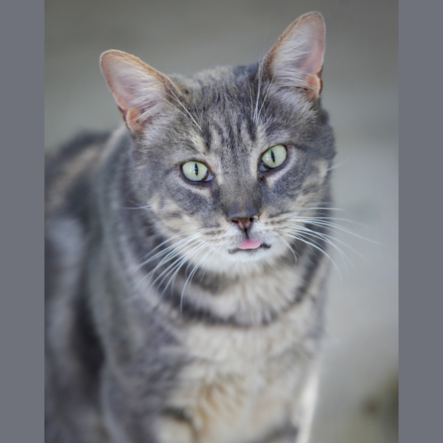 Photo of Romeo