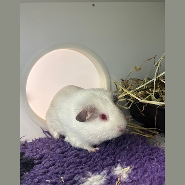 Photo of Pearl