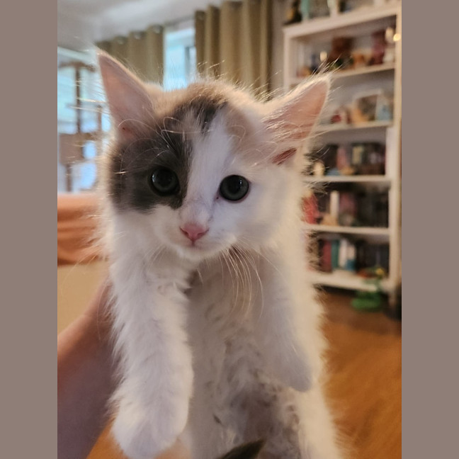 Photo of Tiny Teddy