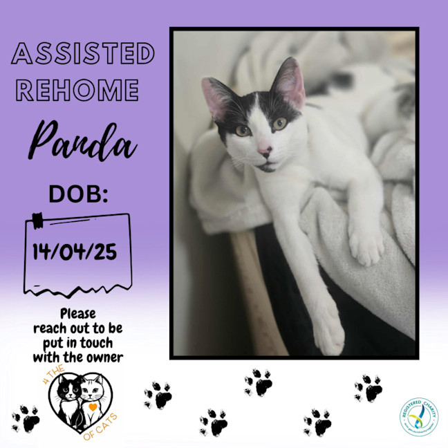 Photo of Panda   Assisted Rehome