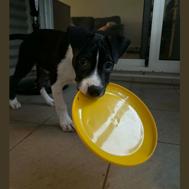 Photo of Dagger