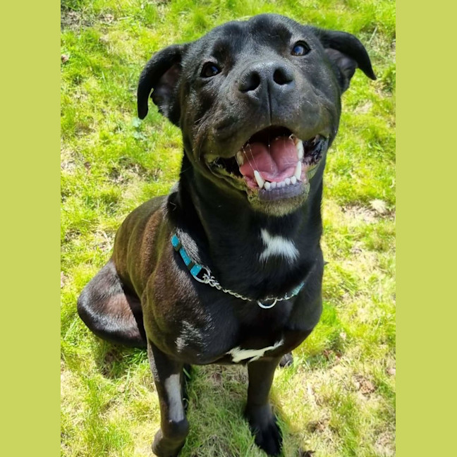 Photo of Cosmo