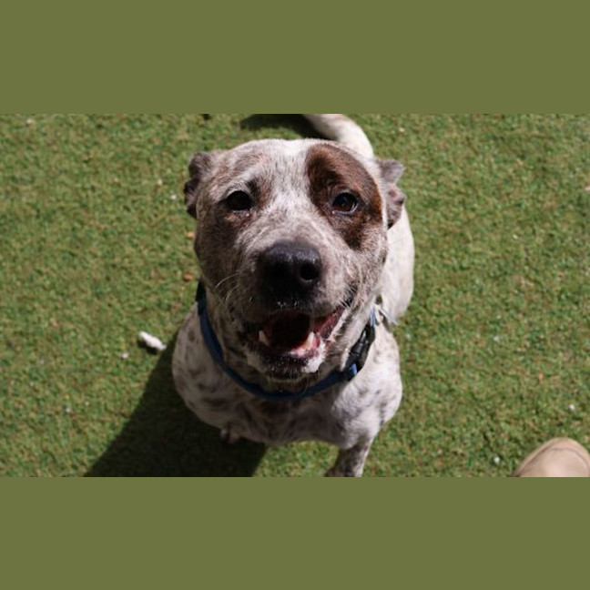 Photo of Frankie