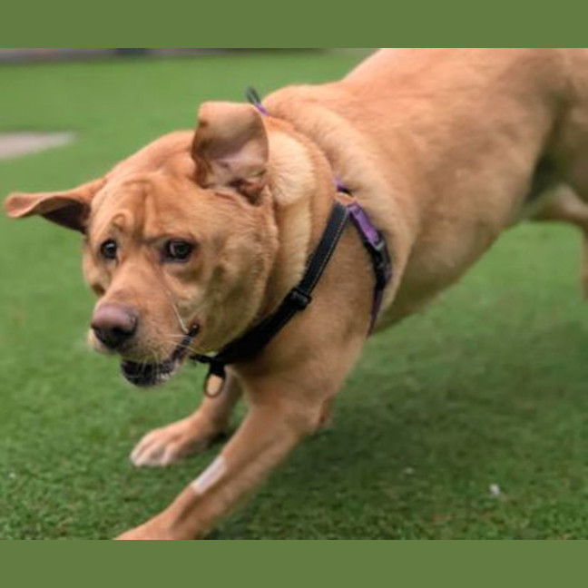 Photo of Goldie