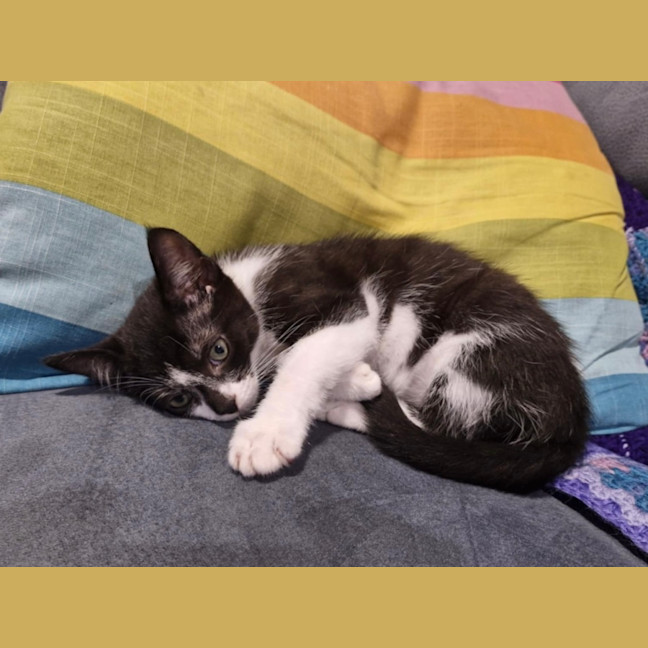 Photo of Ryder 😻🐾