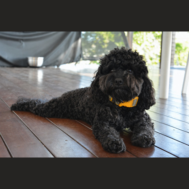 Photo of Theo