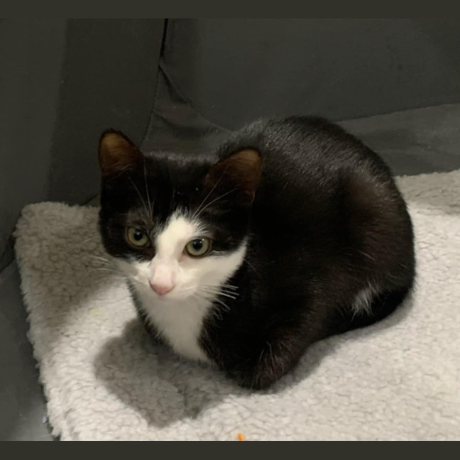 Photo of Bert Meet Me@Petstock Keysborough Store