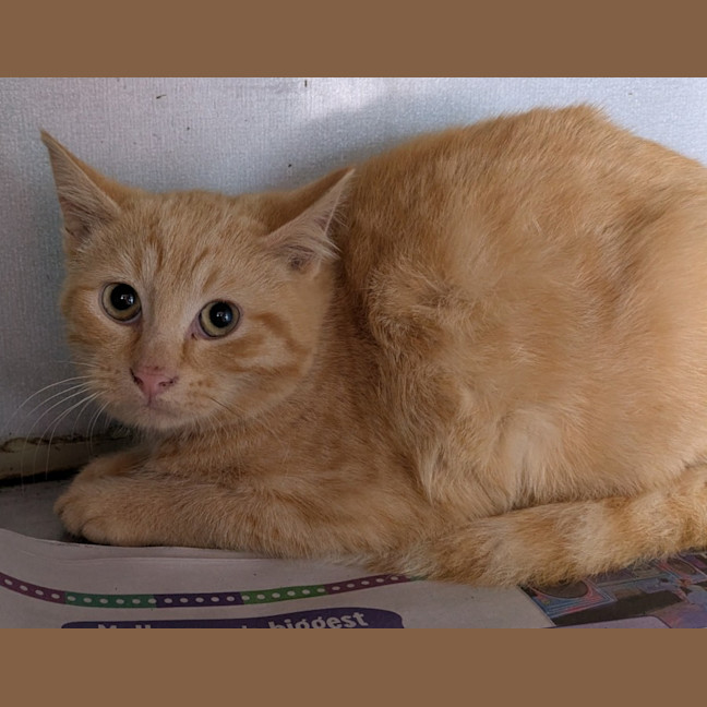 Photo of Pimpernel Pugh