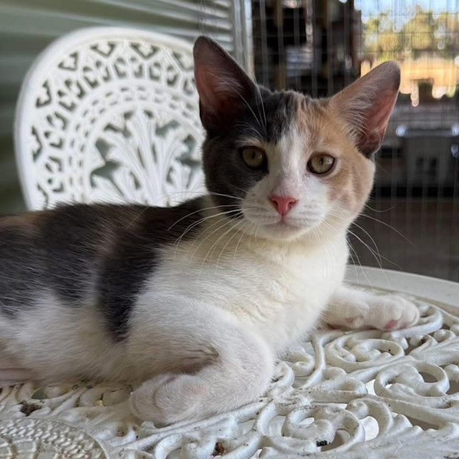 Photo of 13066   Tinsel