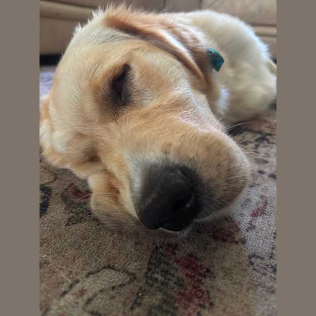 Photo of Milo