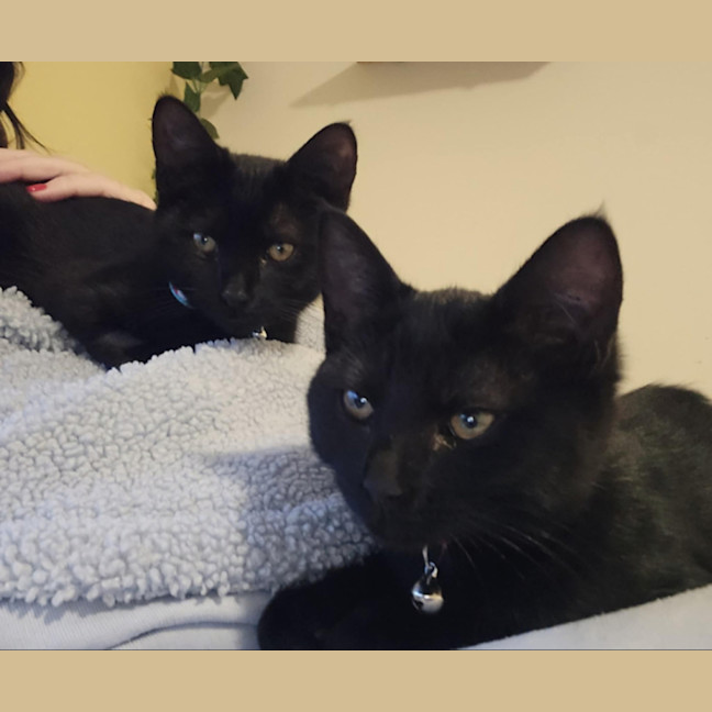 Photo of Milly & Tilly