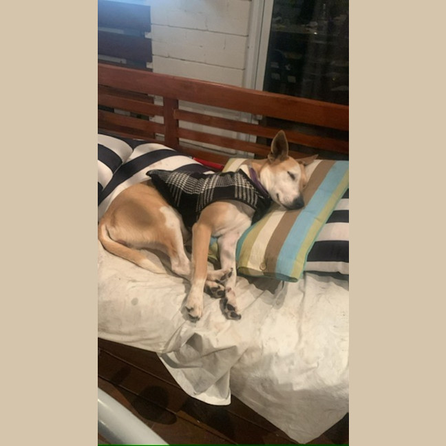 Photo of Heidi   3 Year Old Kelpie X