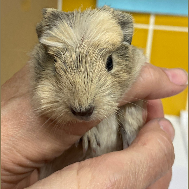 Photo of Peanut