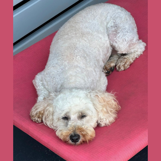Photo of Ellie 🐶🌻❤️