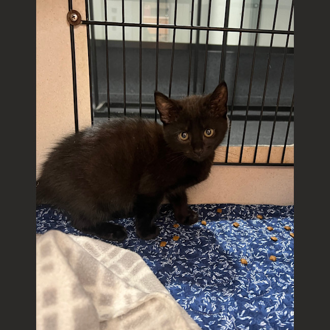 Photo of Artemis