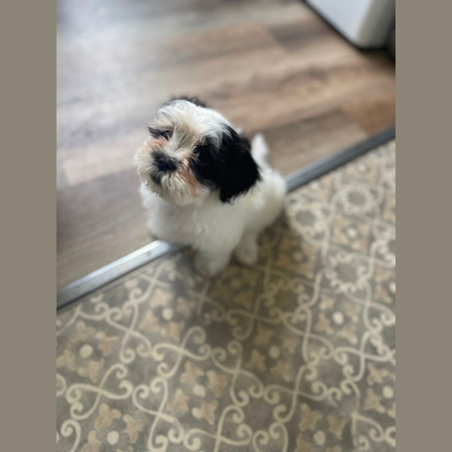 Photo of Cookie