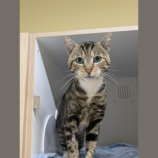 Photo of 🎅 Grinch 6743 🎅