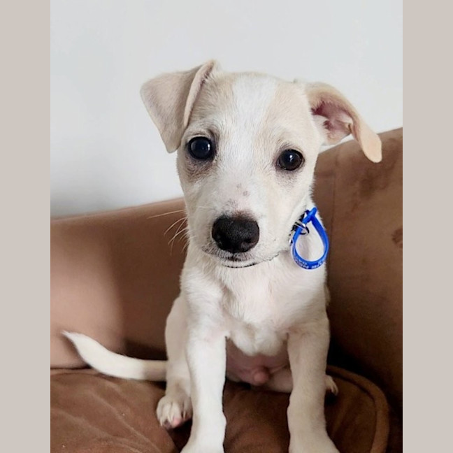 Photo of Ravi   16 Week Old Jack Russell Terrier