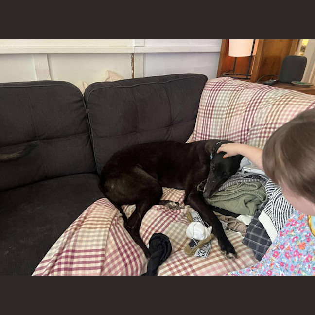 Photo of Sakura, The Greyound