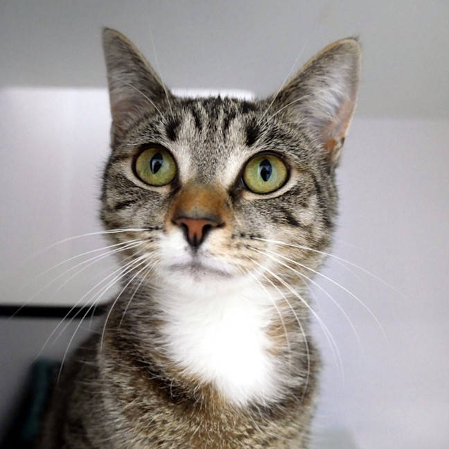 Photo of Nala Stk013410