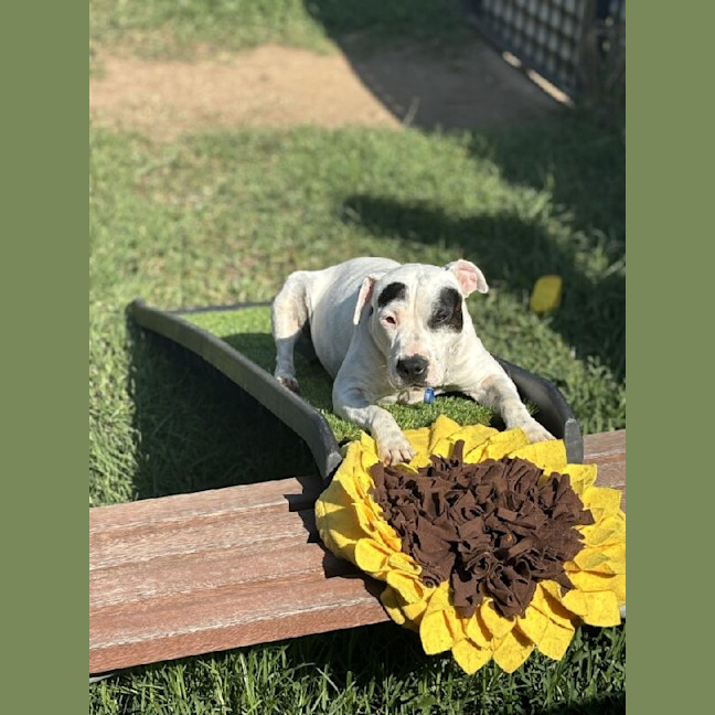 Photo of Chip