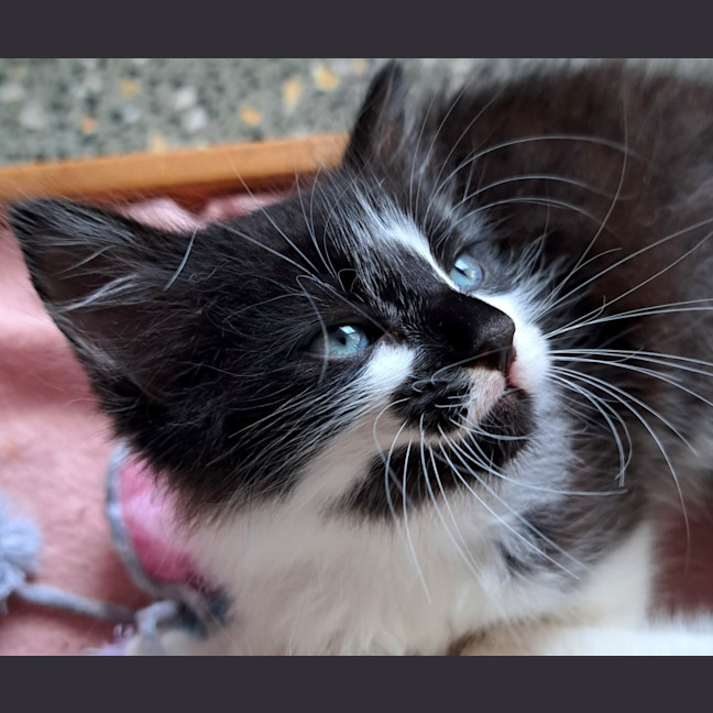 Photo of C1446 Sammi 