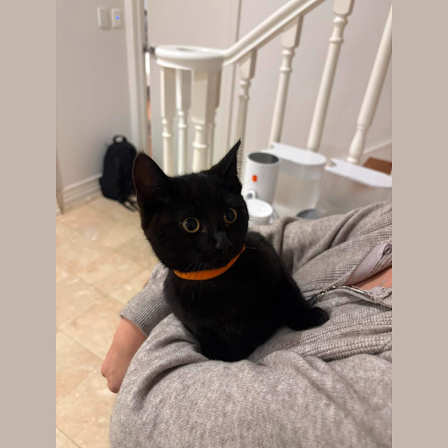 Photo of Vesper