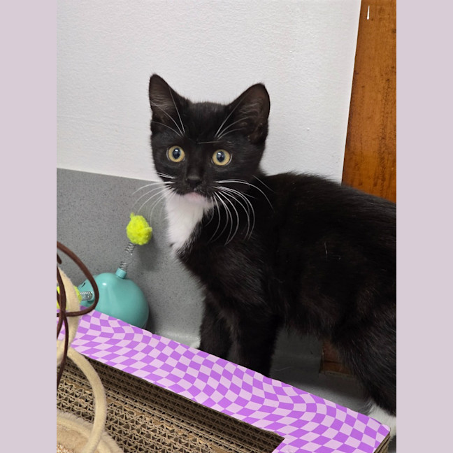 Photo of Bianca Belair   Burnie