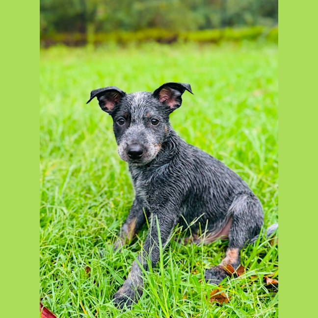 Photo of Bronco