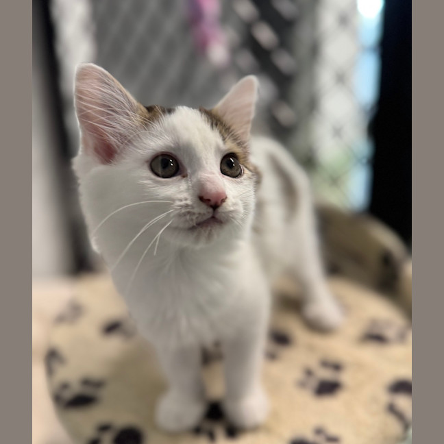 Photo of Tinkerbelle