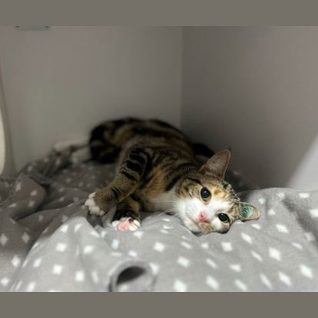 Photo of Lucky