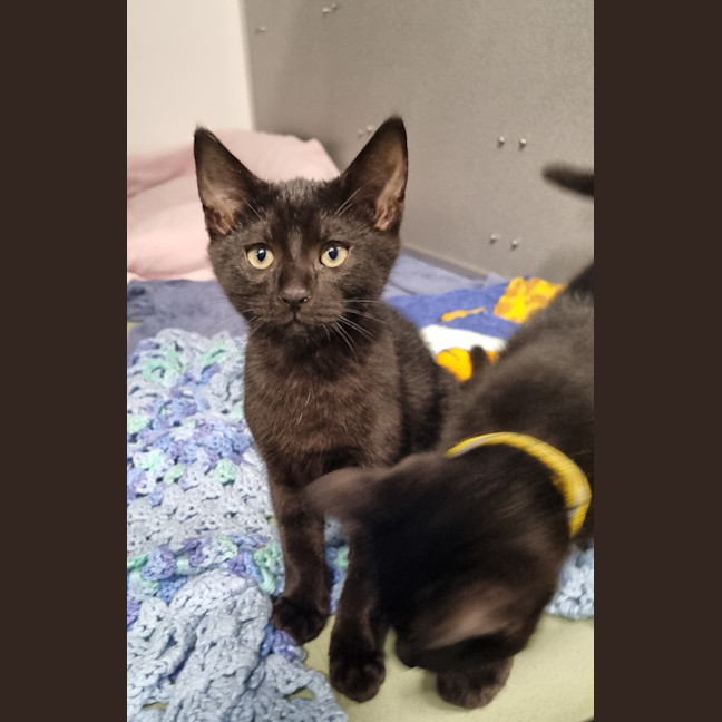 Photo of Cinder 
