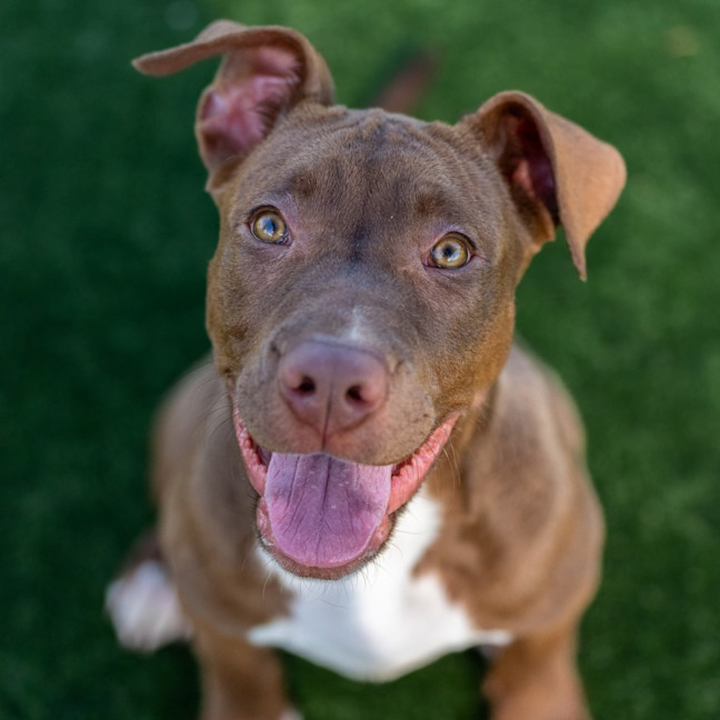 Photo of Henry Imp 02