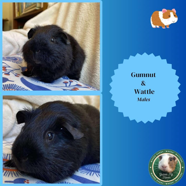 Photo of Gumnut & Wattle