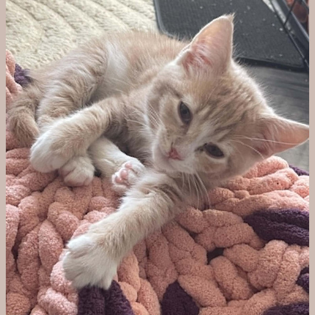Photo of Wilbur**2nd Chance Cat Rescue** (Oliver)
