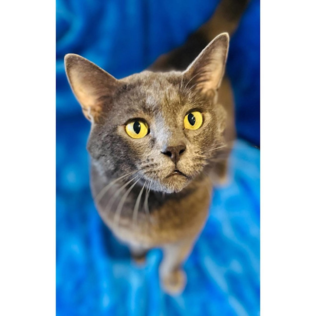 Photo of 12767   Purrrcy