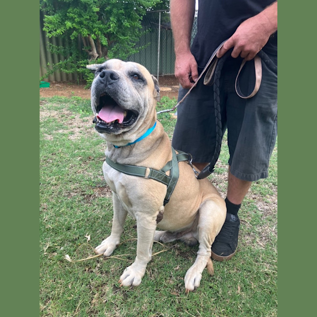 Photo of Diesel