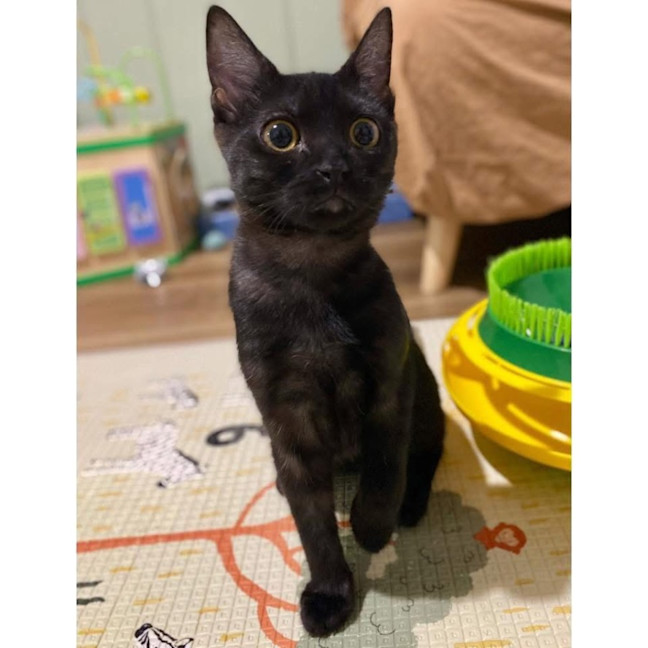 Photo of 12983   Elvira