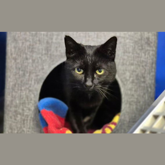 Photo of Midnight