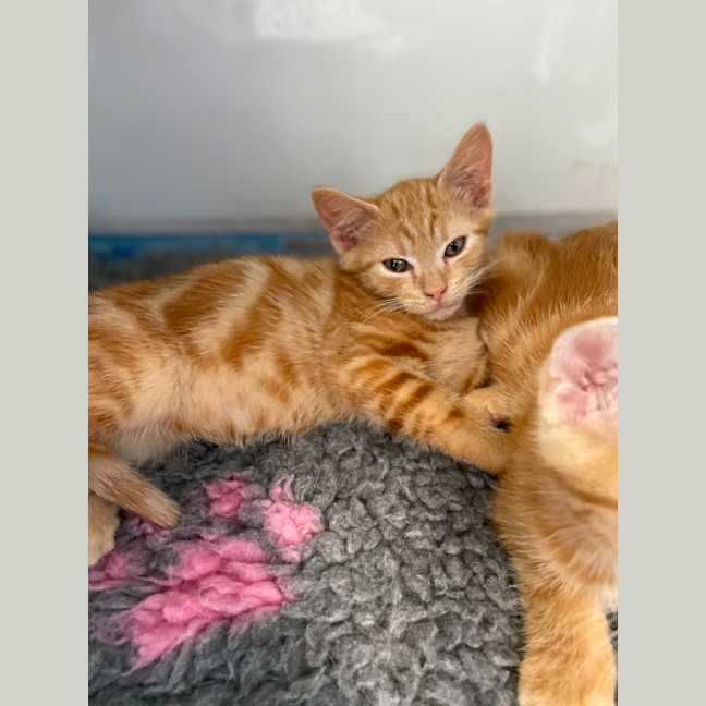 Photo of Cheeto